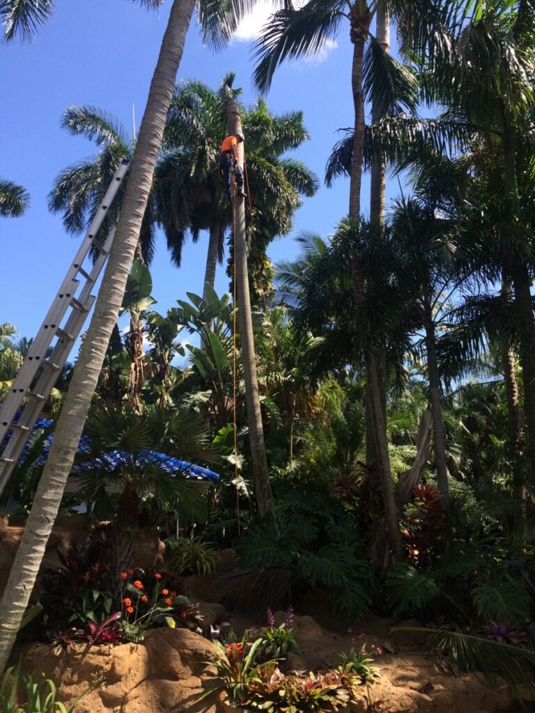 tree trimming