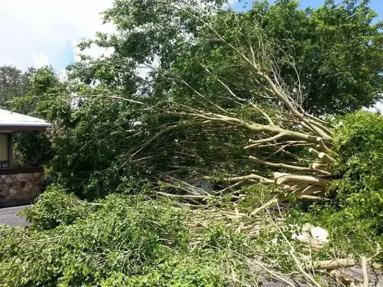 storm damage clean up florida