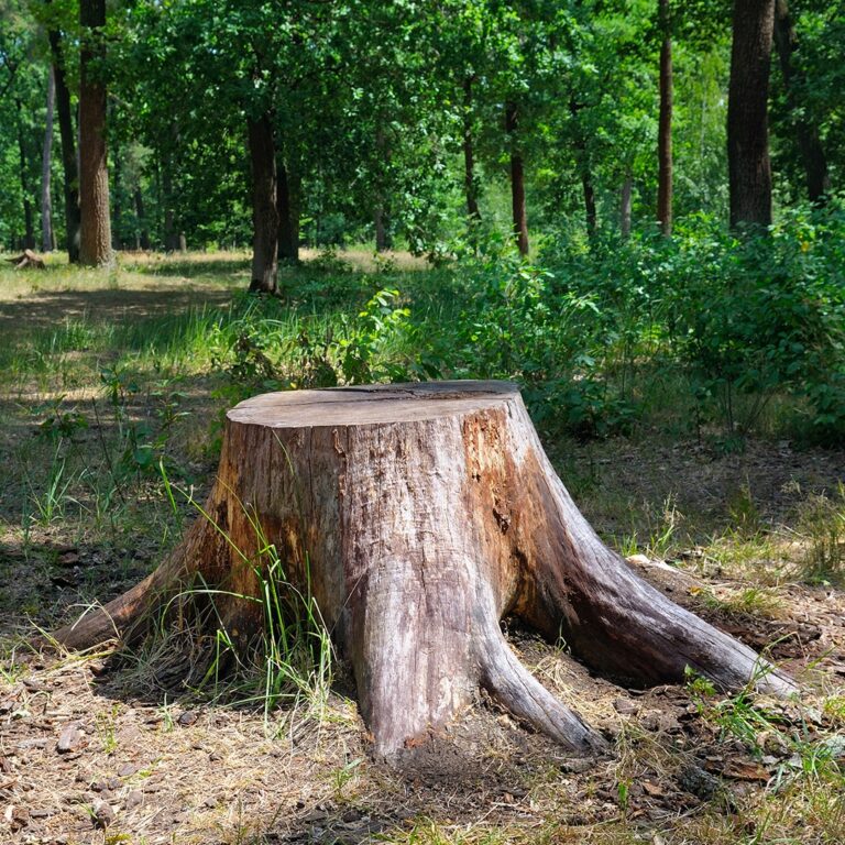 stump grinding