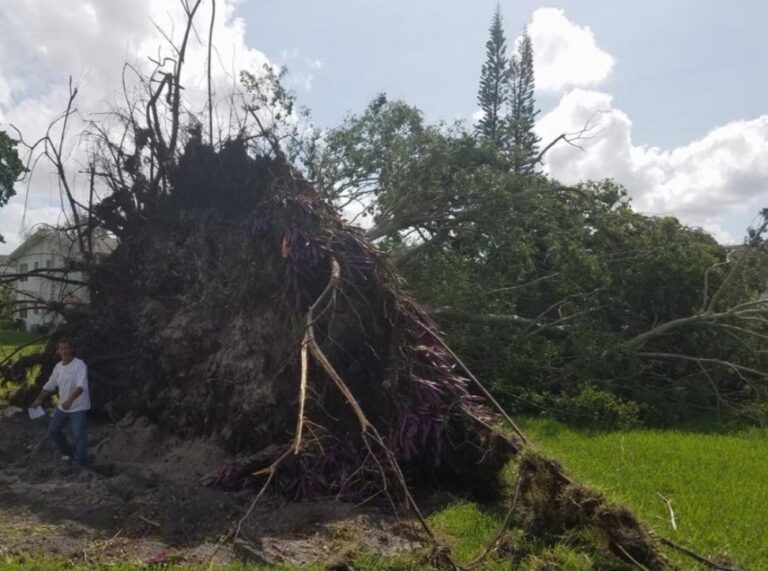 tree removal